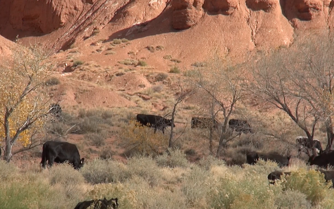 What’s that Cattle Herd Doing in a National Park?!