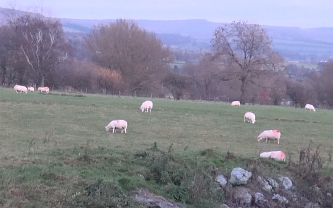 What are those Sheep doing in a National Park? (Peak District in England)