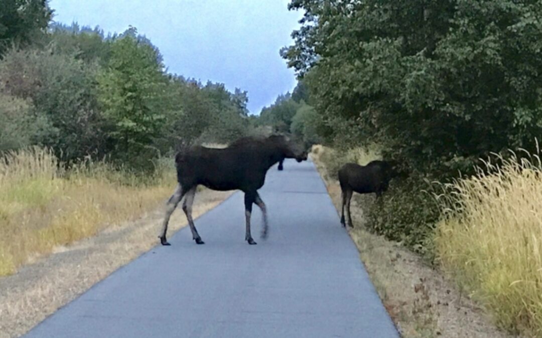 Delight and Fear in My Encounter with a Moose