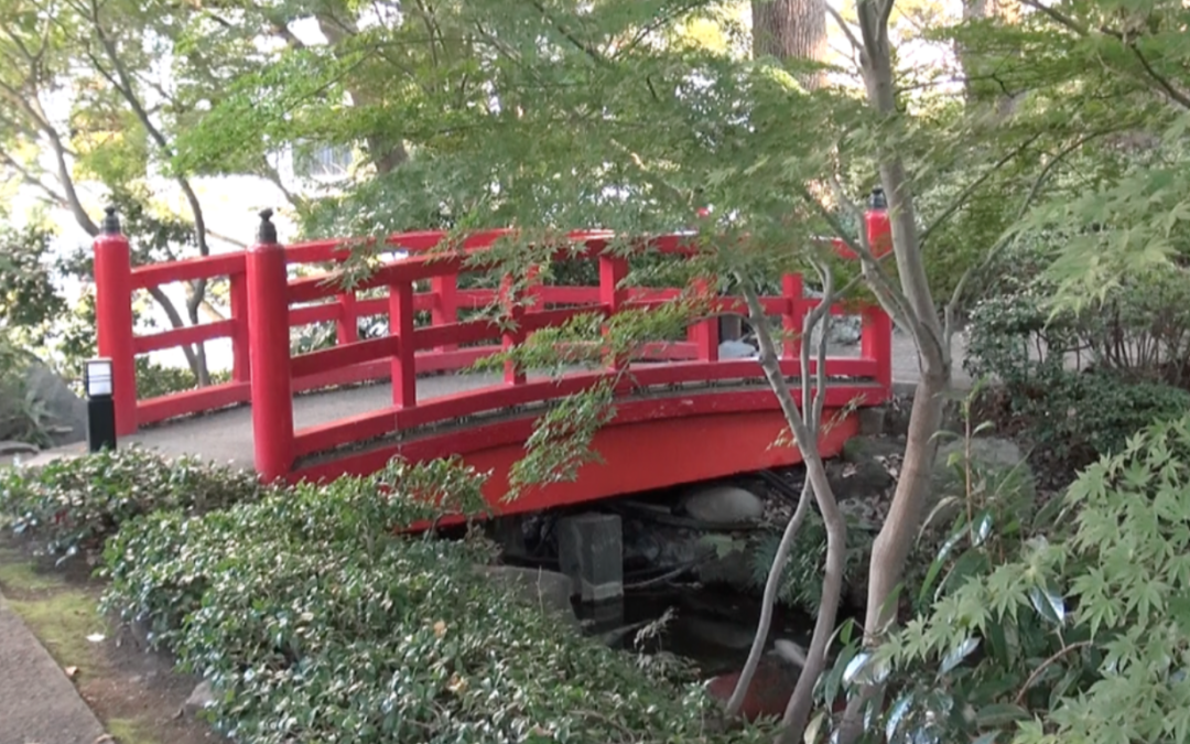 Wilderness in a Japanese Garden