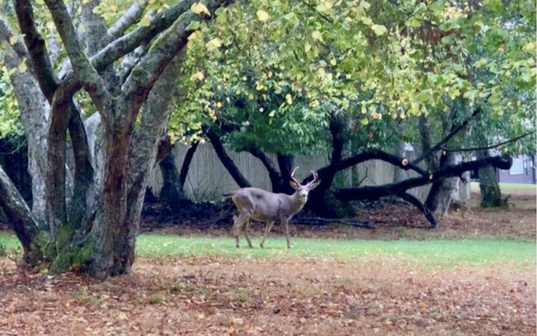 Blake Island: A Hive of Wasps and a “Special Deer”