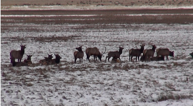 A River of Elk and one “Moose”