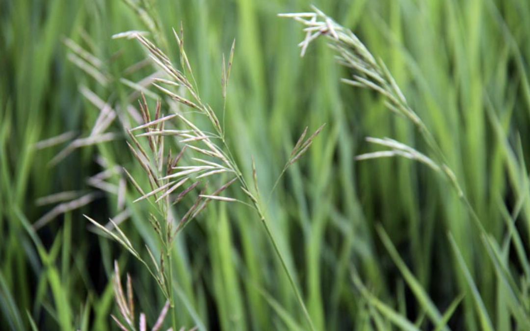 Turnbull National Wildlife Refuge, Resplendent in Greens and Yellows