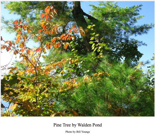 Henry David Thoreau and the Felling of a “Noble Pine”: A History Lesson Amplified with a “Quizlet”