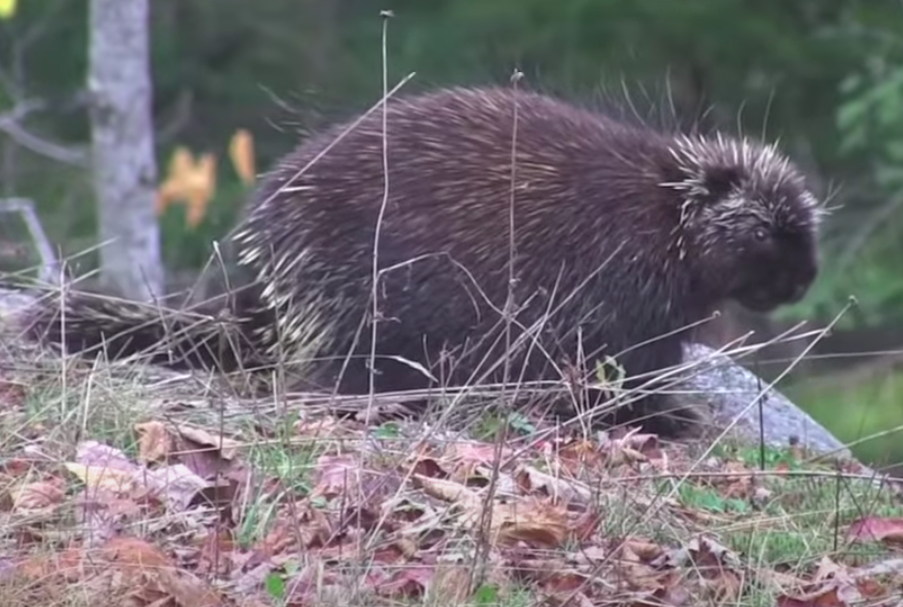 Wilderness Vibrations: a Storm, a Porcupine, and a Dance