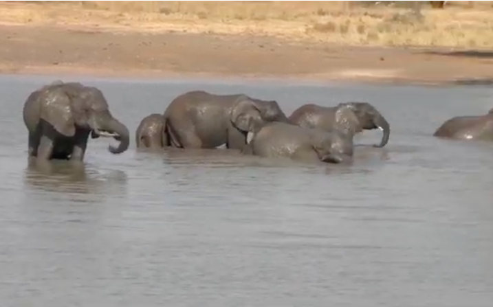 Tanzania: Wildlife Encounters — 8 Minutes of Safari