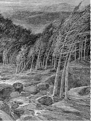 John Muir Climbs a Tree