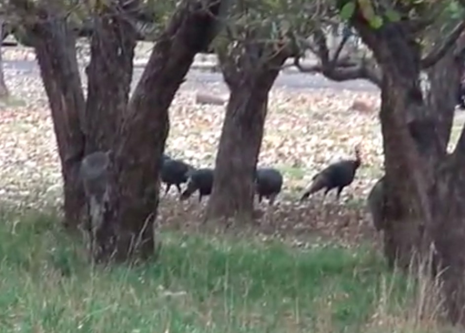 The Turkey “Problem” at Capitol Reef National Park